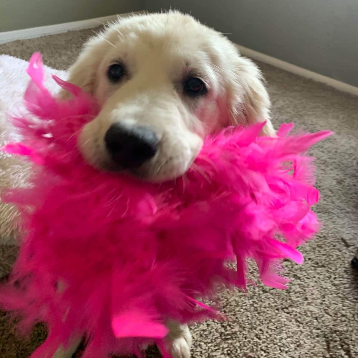 Golden Retriever Puppies breeder image 8