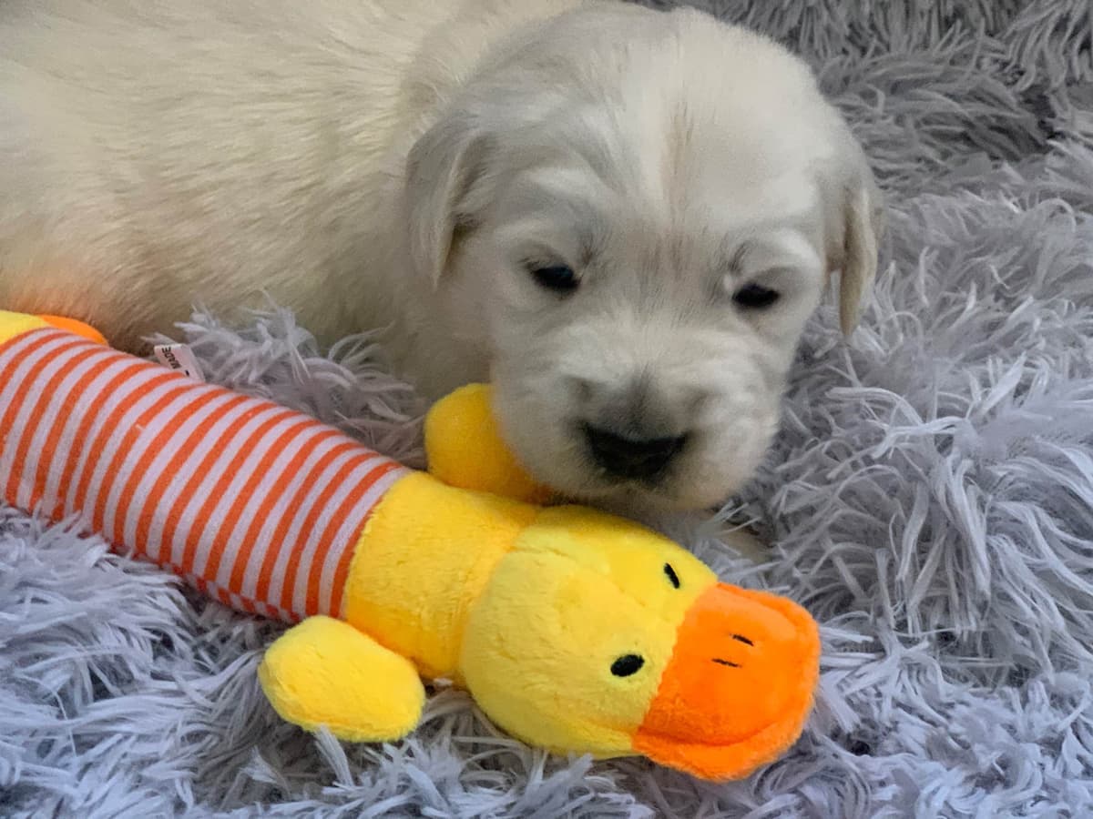 Golden Retriever Puppies breeder image 9