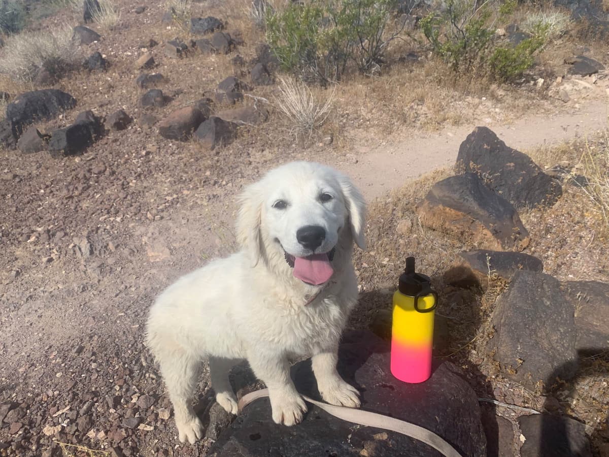 Golden Retriever Puppies breeder image 10