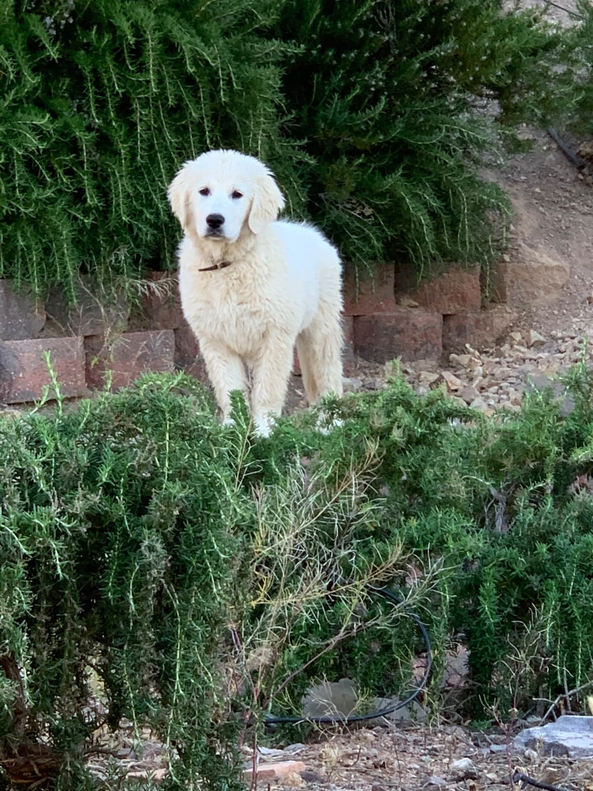 Golden Retriever Puppies breeder image 11