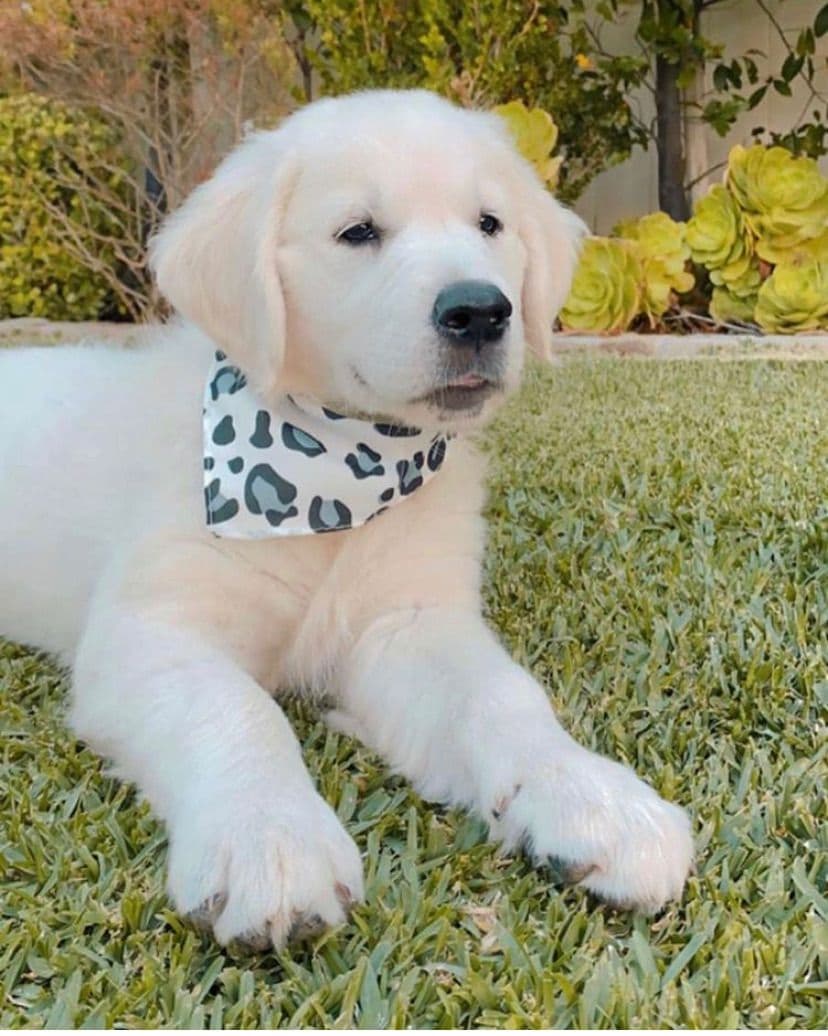 Golden Retriever Puppies breeder image 13