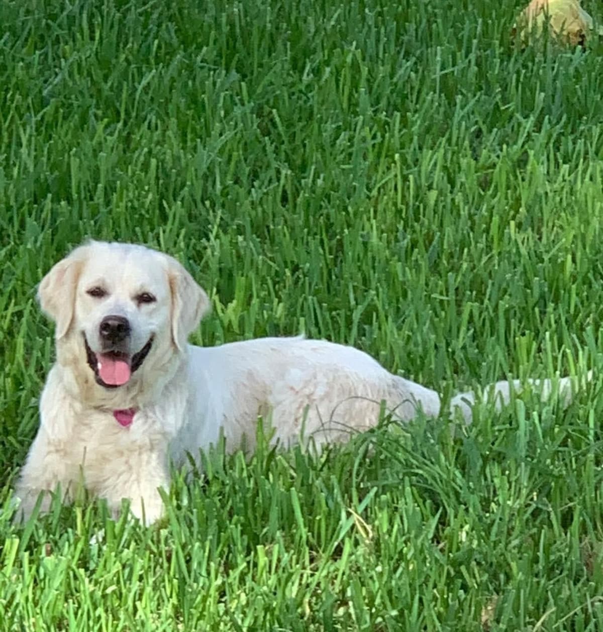 Golden Retriever Puppies breeder image 14