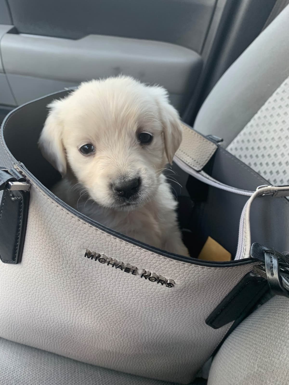 Golden Retriever Puppies breeder image 18