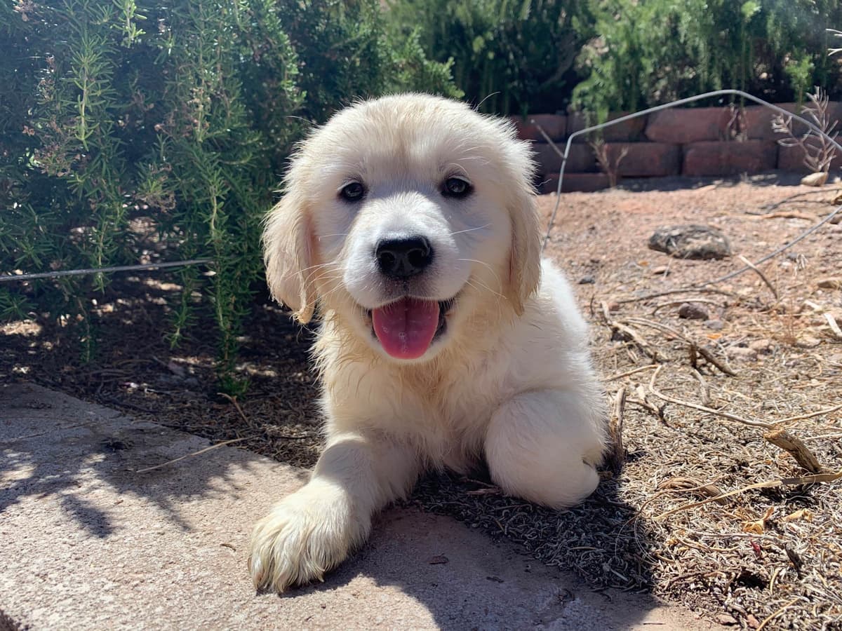 Golden Retriever Puppies breeder image 20