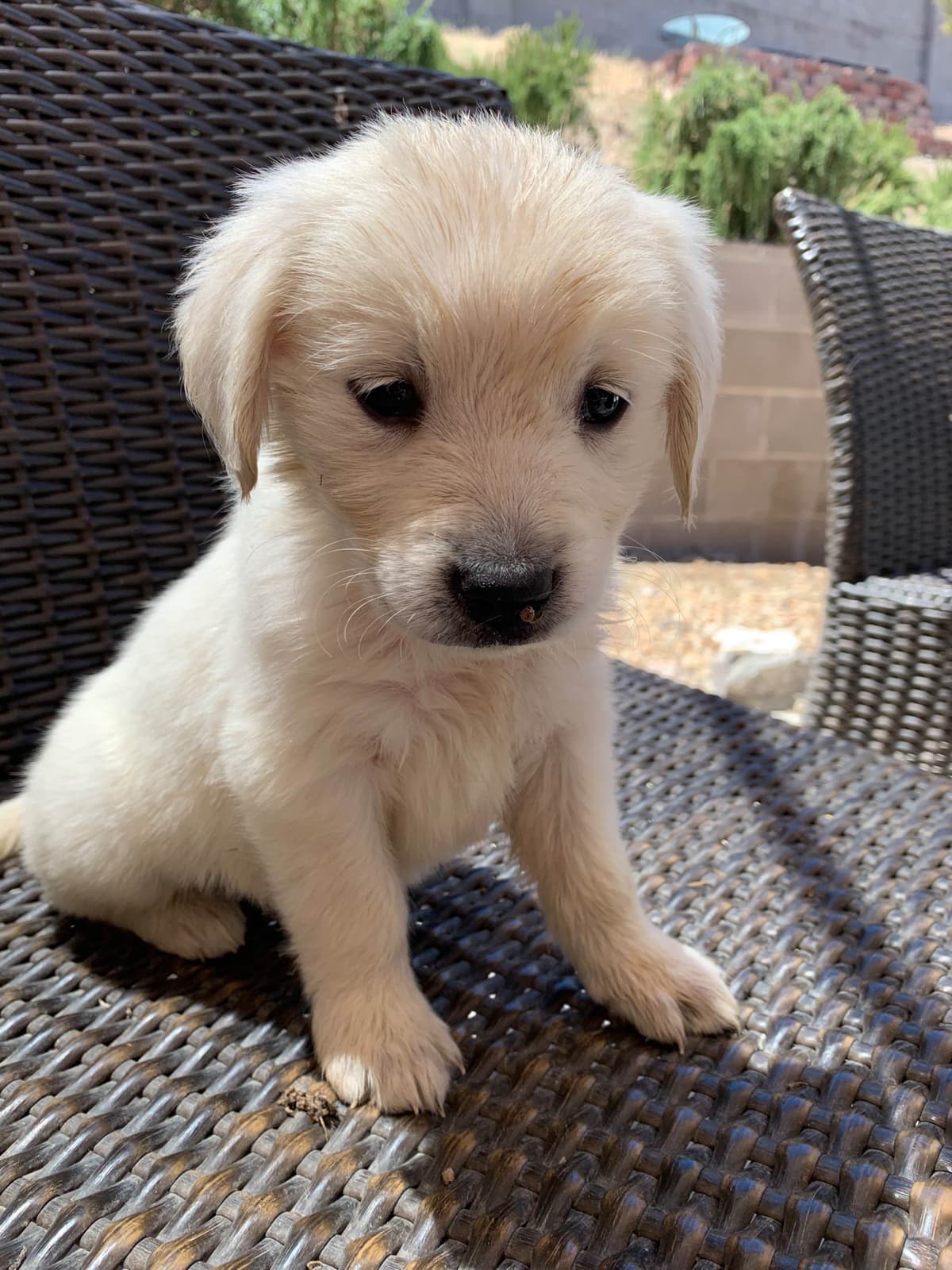 Golden Retriever Puppies breeder image 22
