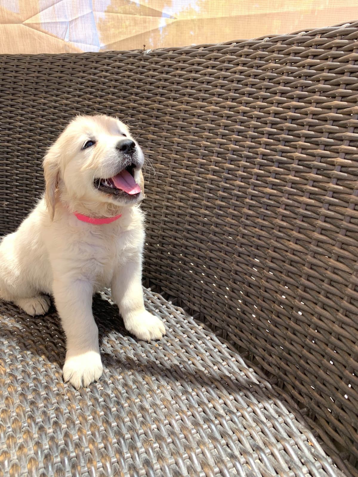 Golden Retriever Puppies breeder image 23