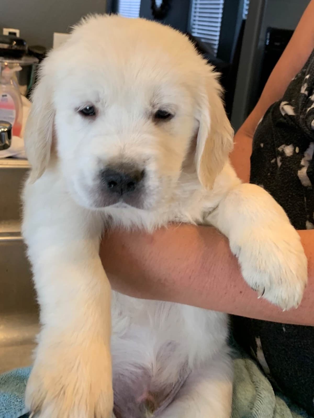 Golden Retriever Puppies breeder image 24