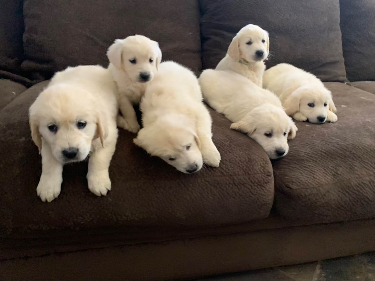 Golden Retriever Puppies breeder image 26