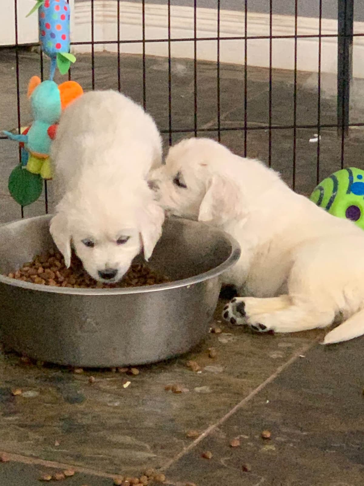 Golden Retriever Puppies breeder image 27