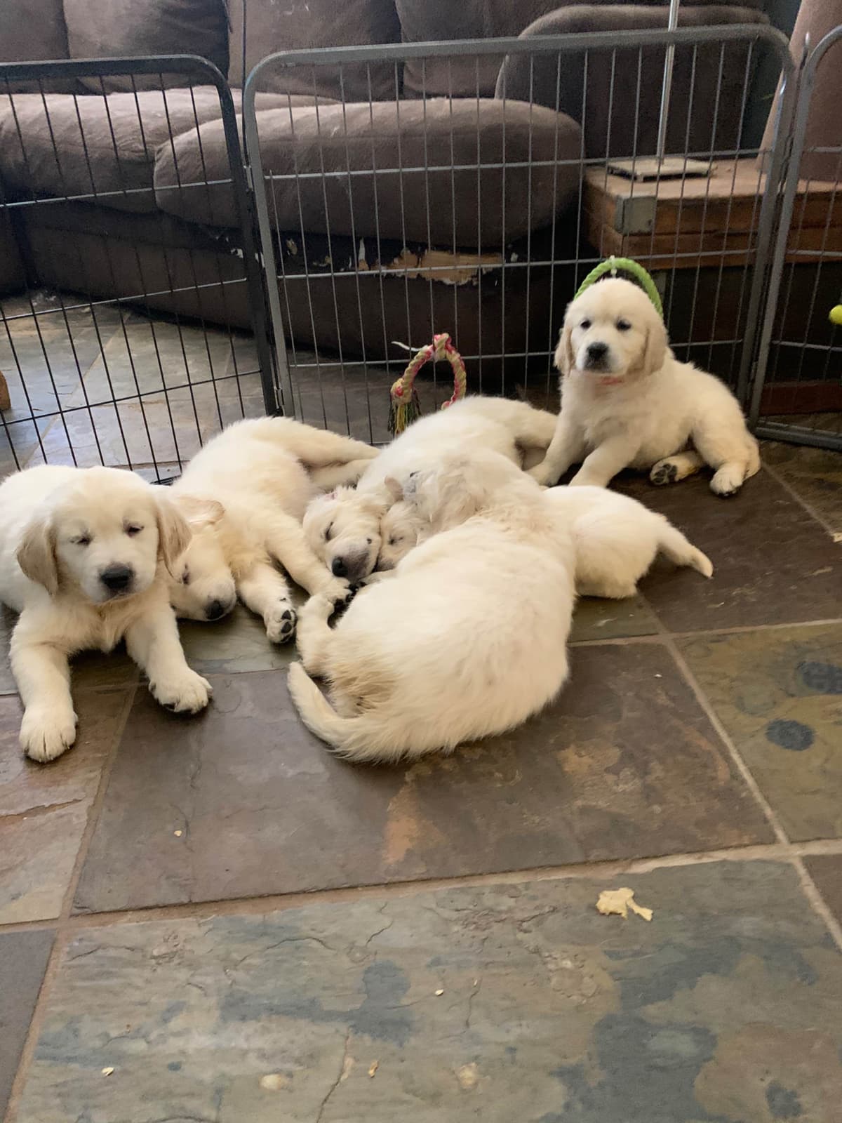 Golden Retriever Puppies breeder image 28