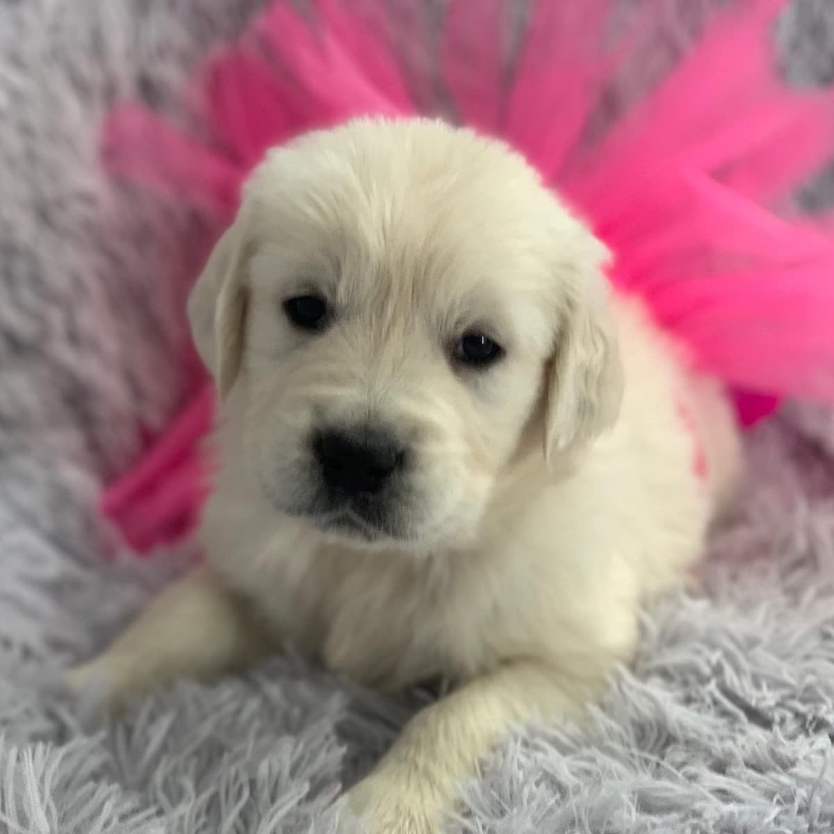 Golden Retriever Puppies breeder image 29