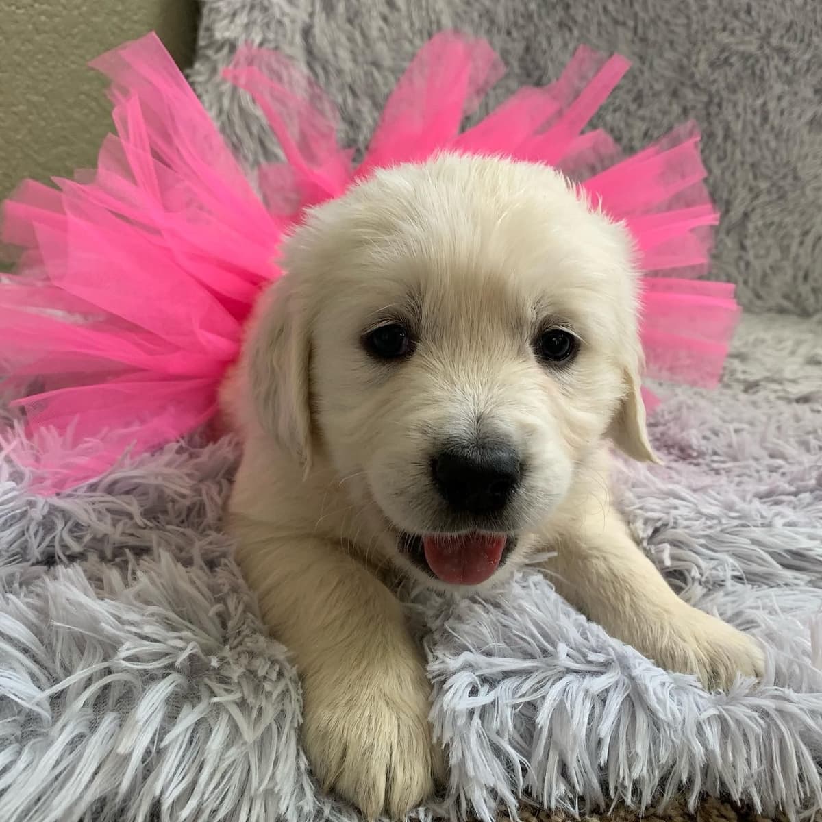 Golden Retriever Puppies breeder image 31