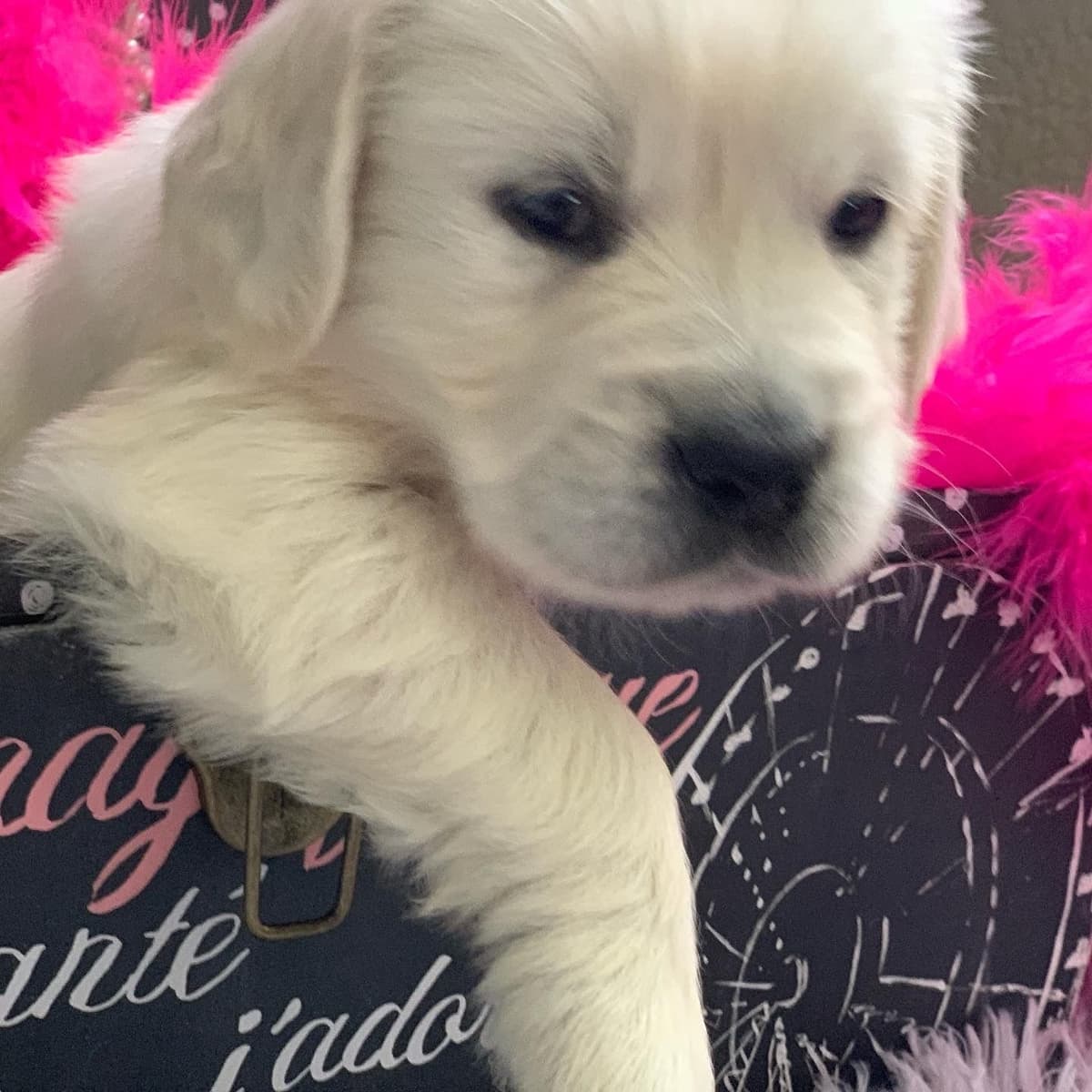 Golden Retriever Puppies breeder image 1