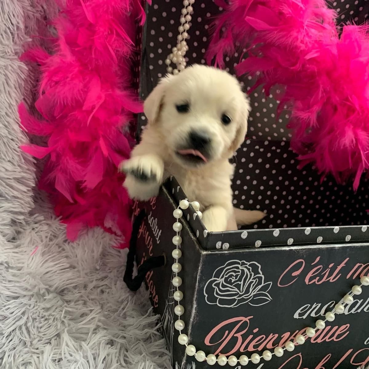 Golden Retriever Puppies breeder image 32