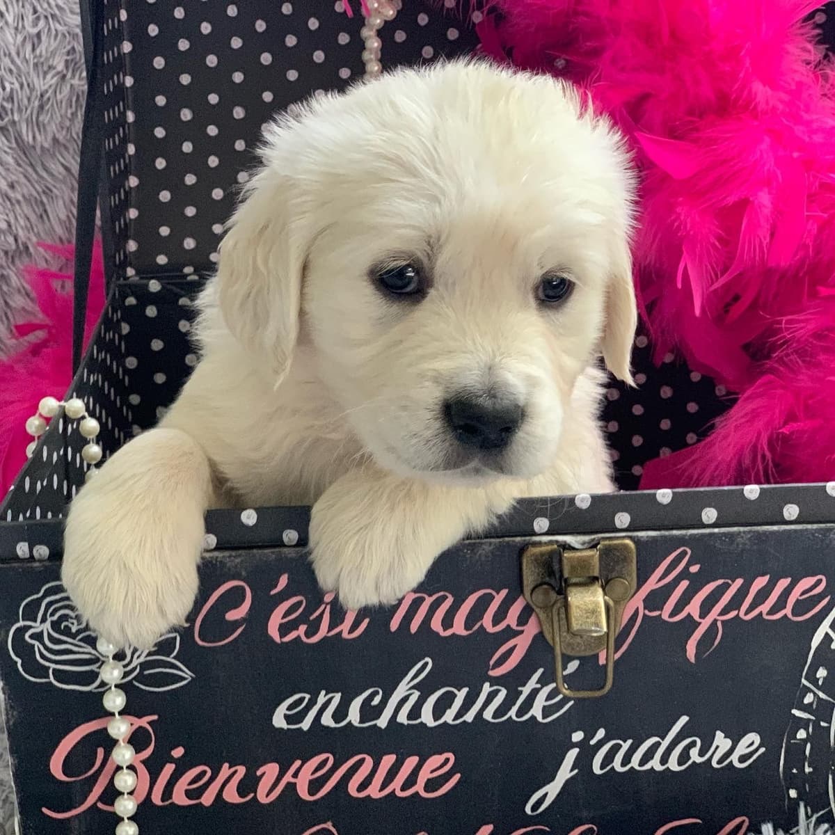 Golden Retriever Puppies breeder image 33