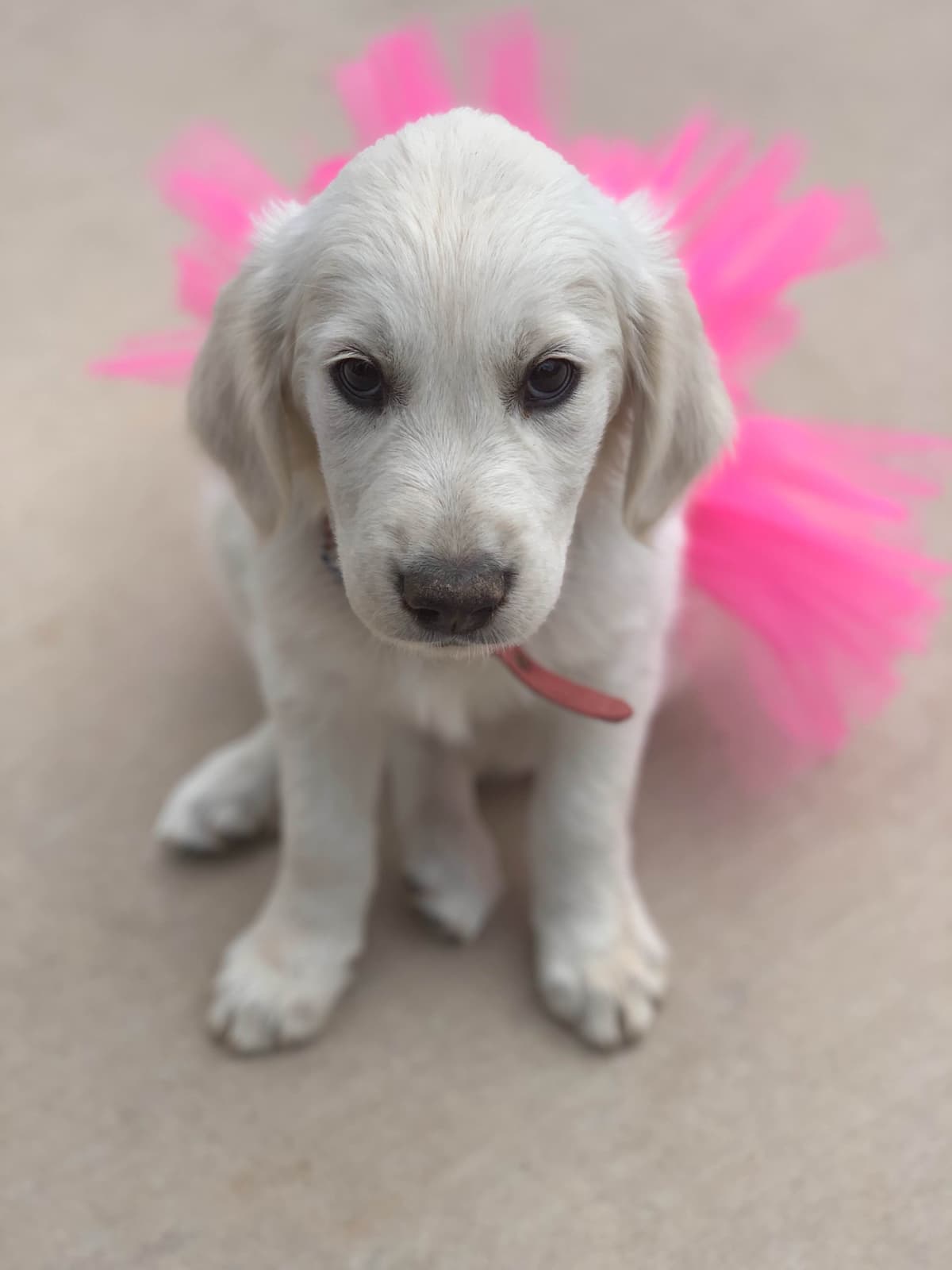 Golden Retriever Puppies breeder image 36