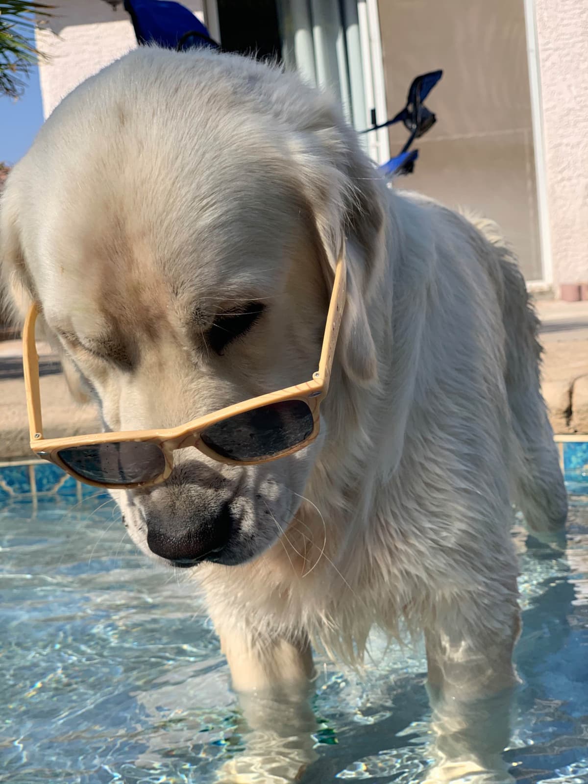 Golden Retriever Puppies breeder image 43