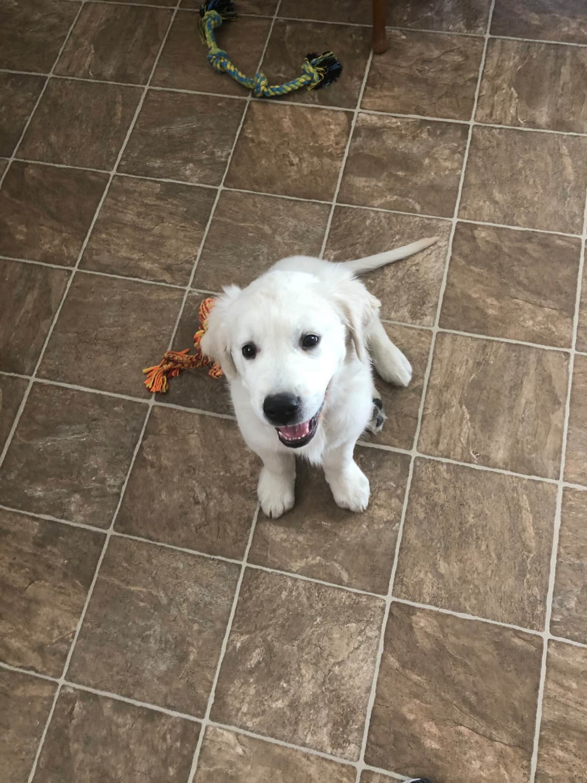 Golden Retriever Puppies breeder image 42