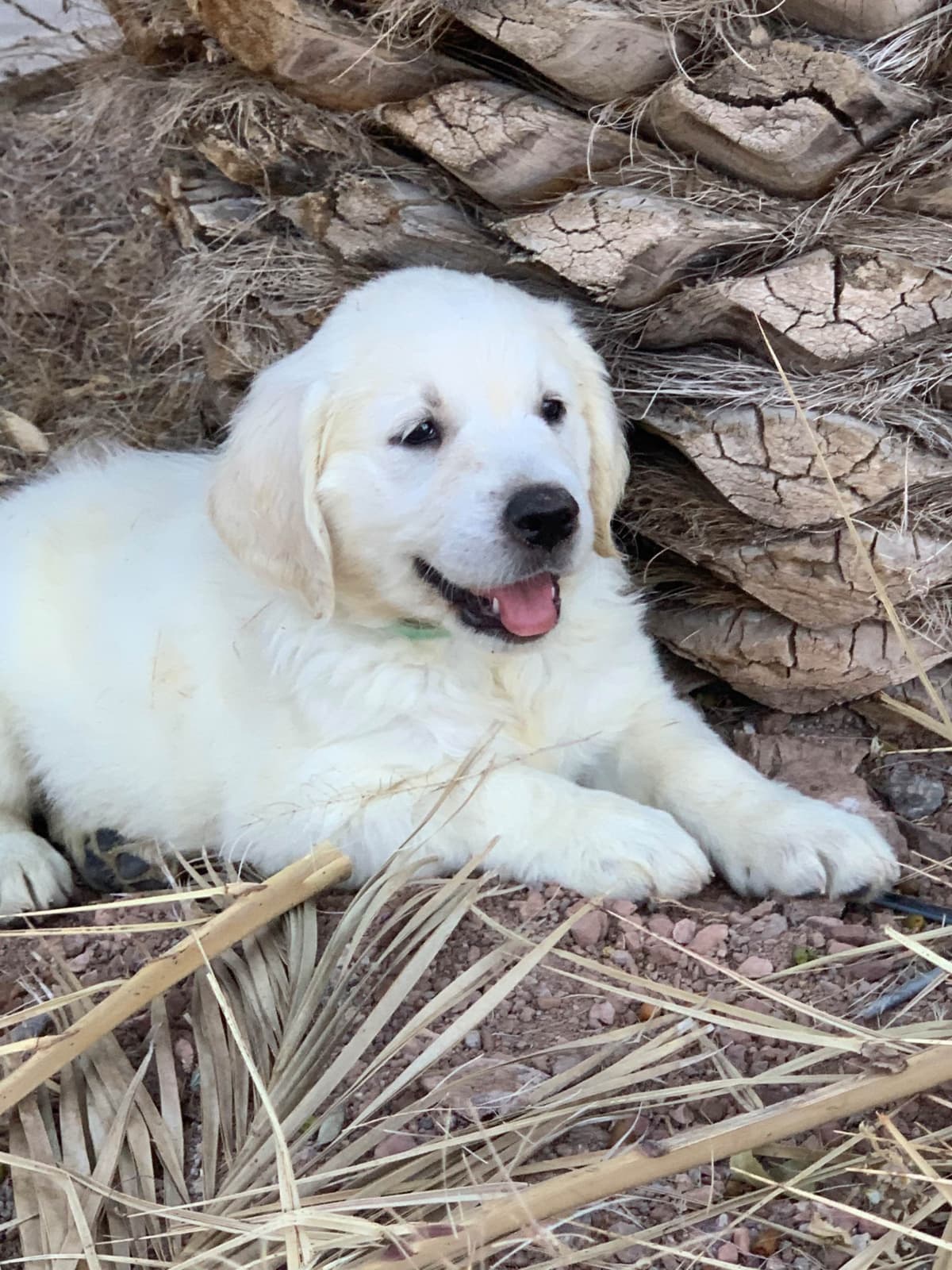 Golden Retriever Puppies breeder image 44