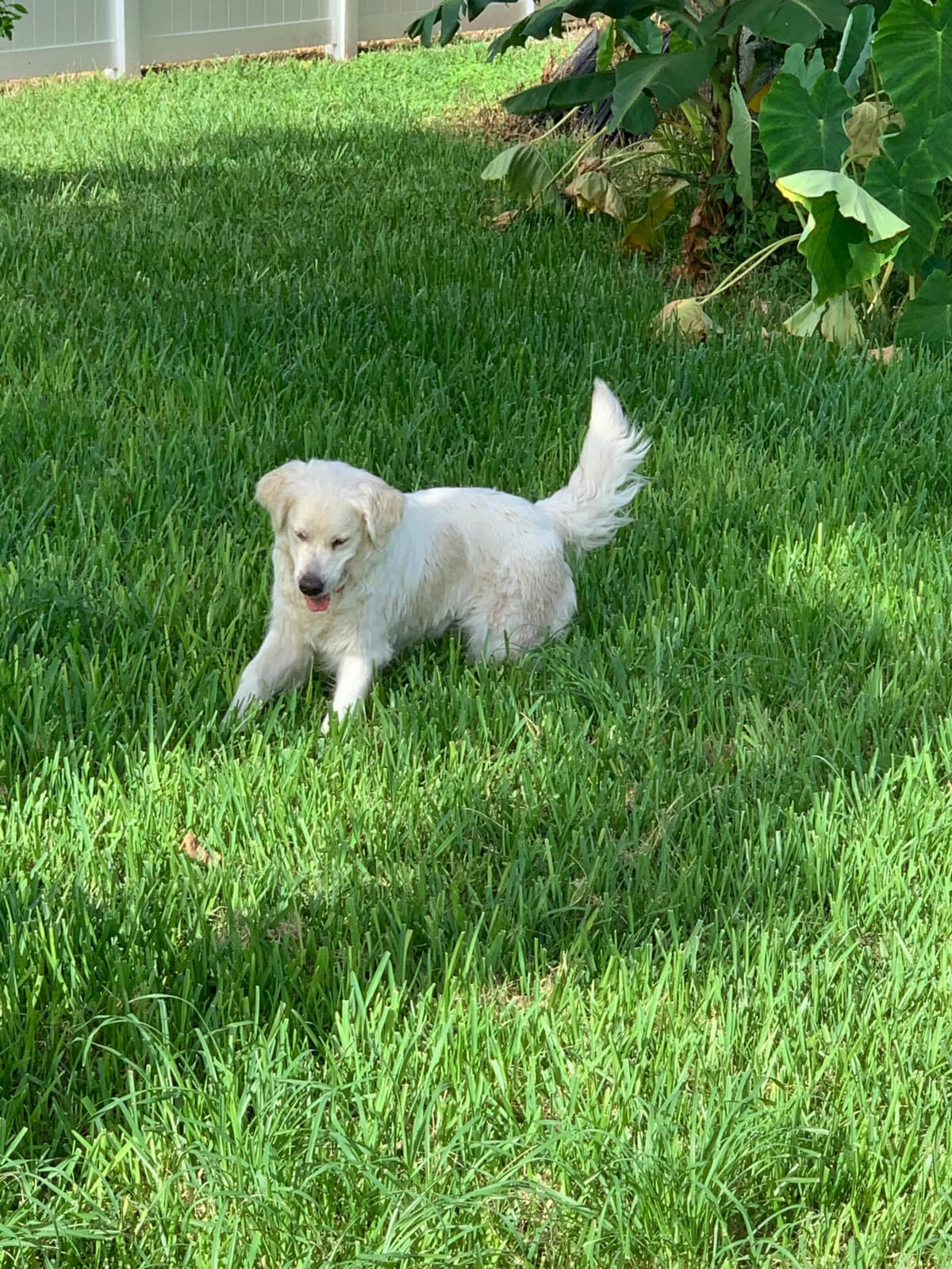 Golden Retriever Puppies breeder image 45