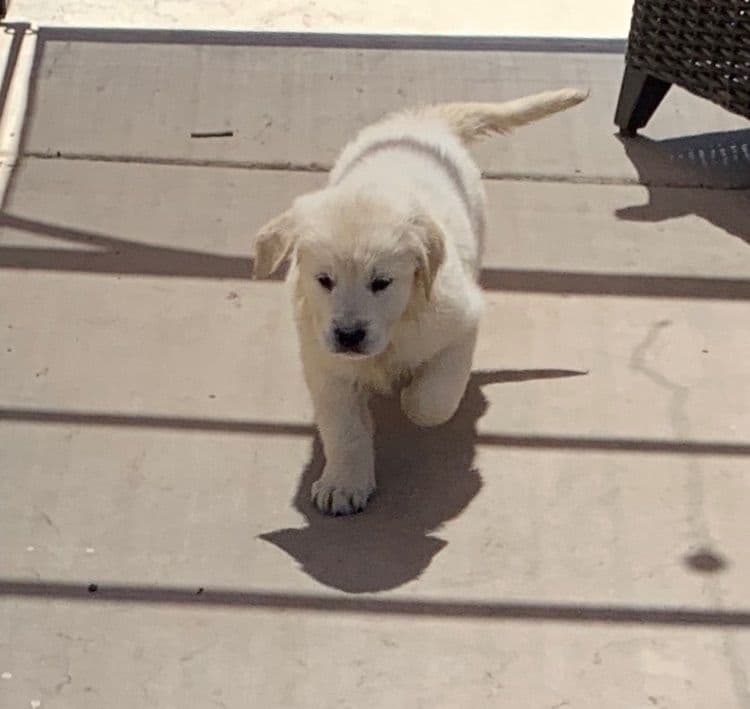 Golden Retriever Puppies breeder image 46