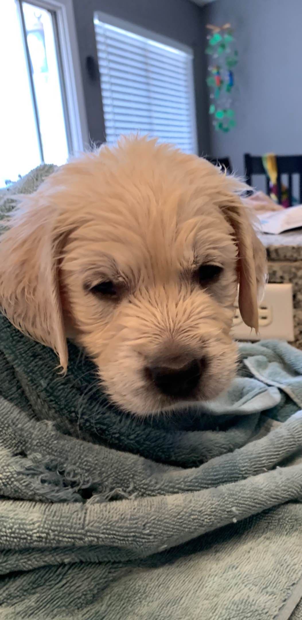 Golden Retriever Puppies breeder image 47