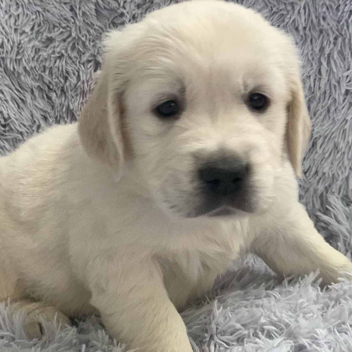 Golden Retriever Puppies breeder image 48