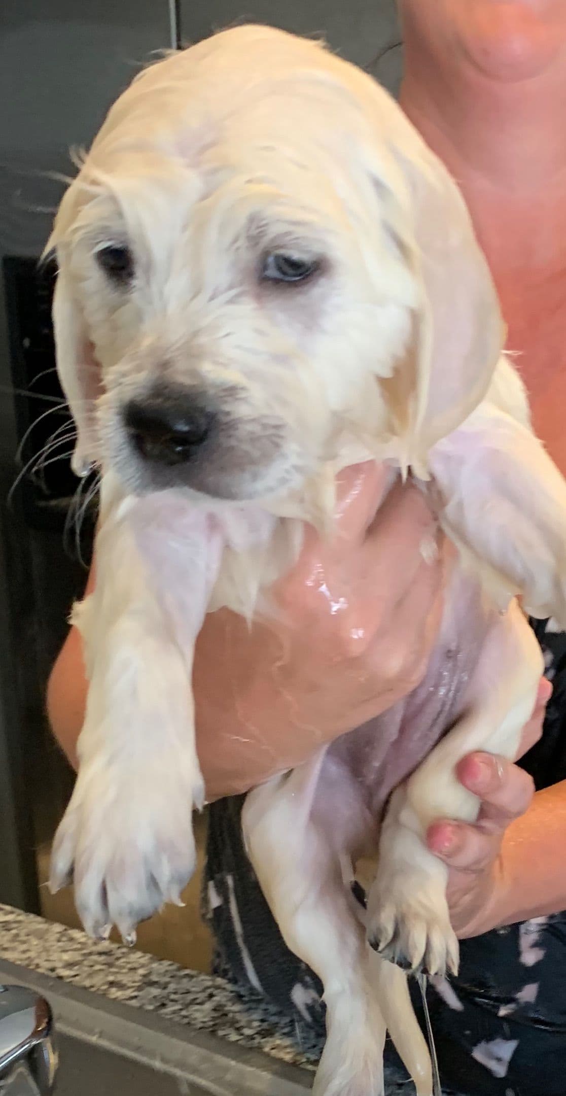 Golden Retriever Puppies breeder image 49