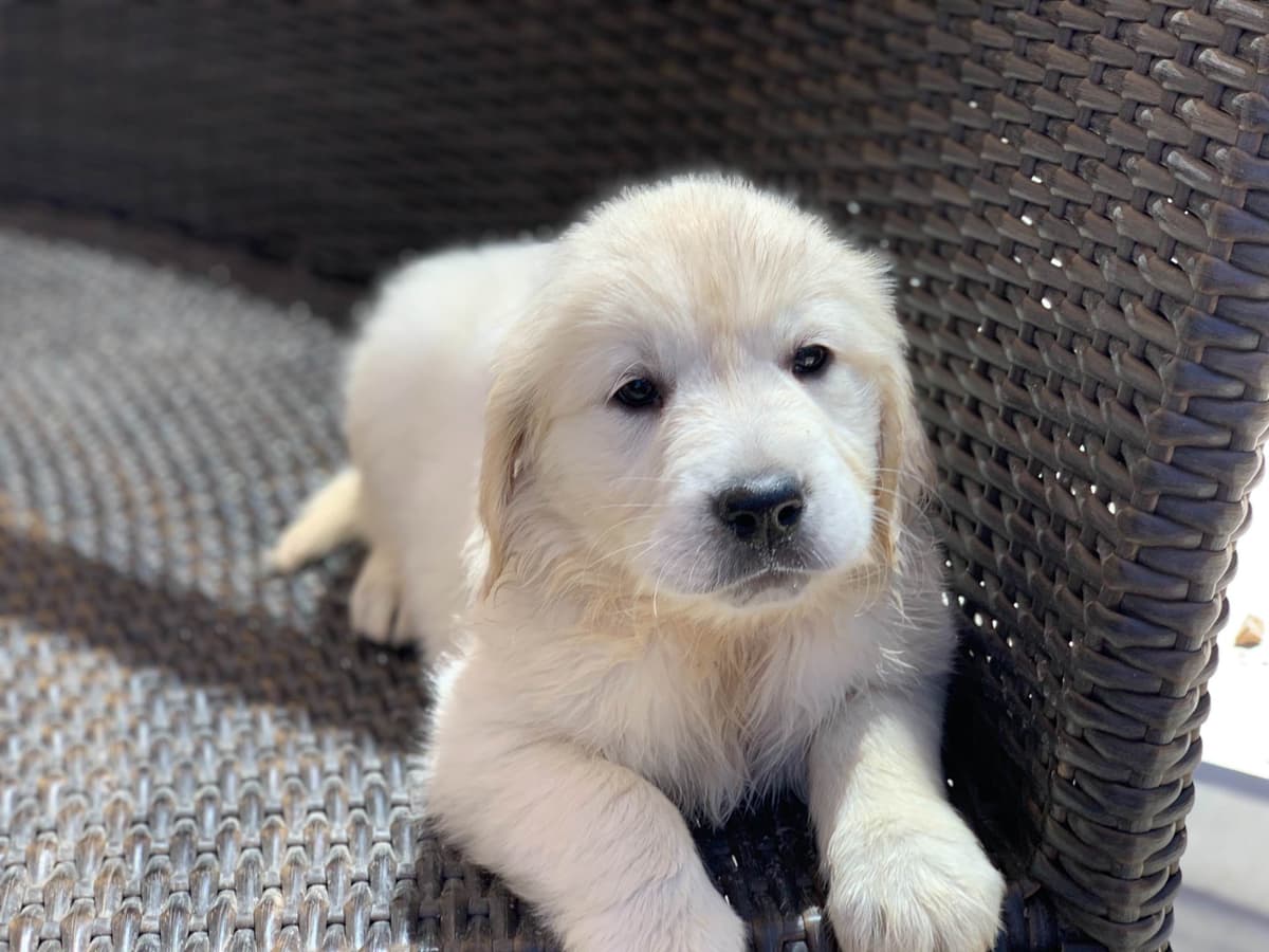Golden Retriever Puppies breeder image 50