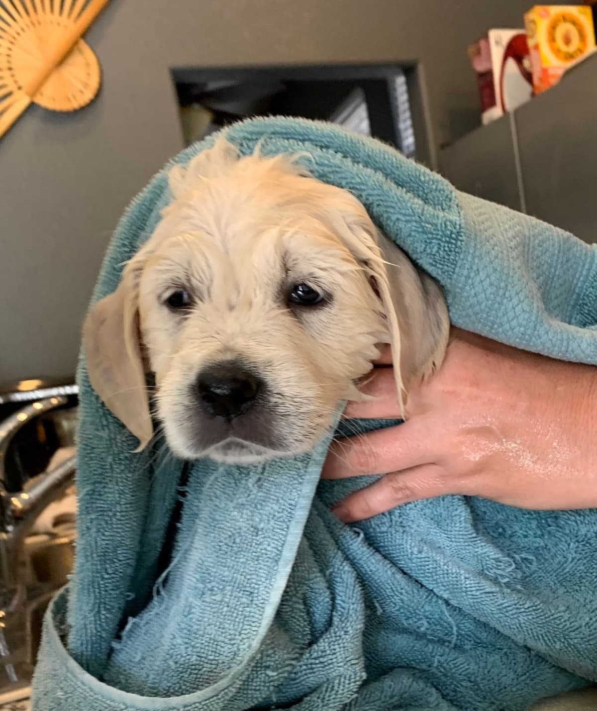 Golden Retriever Puppies breeder image 51