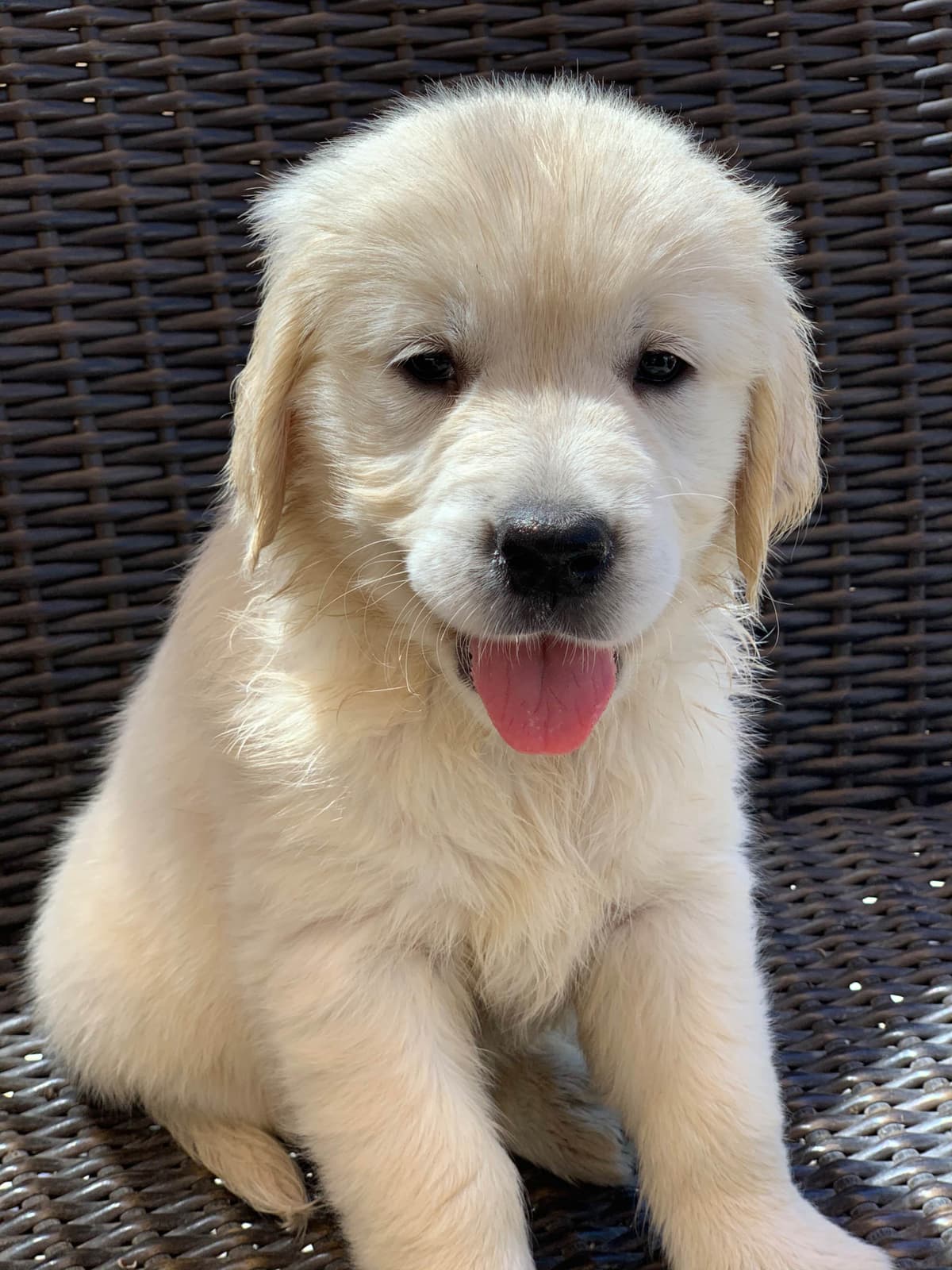 Golden Retriever Puppies breeder image 53
