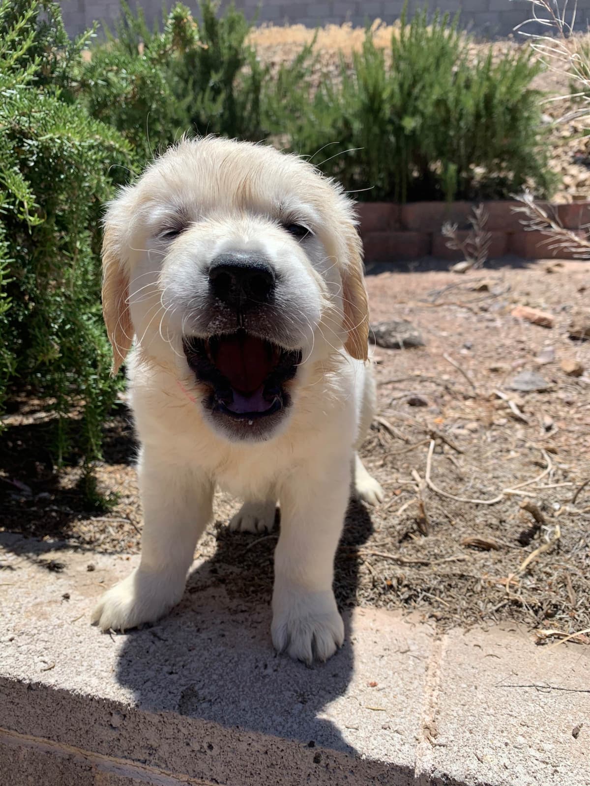 Golden Retriever Puppies breeder image 54