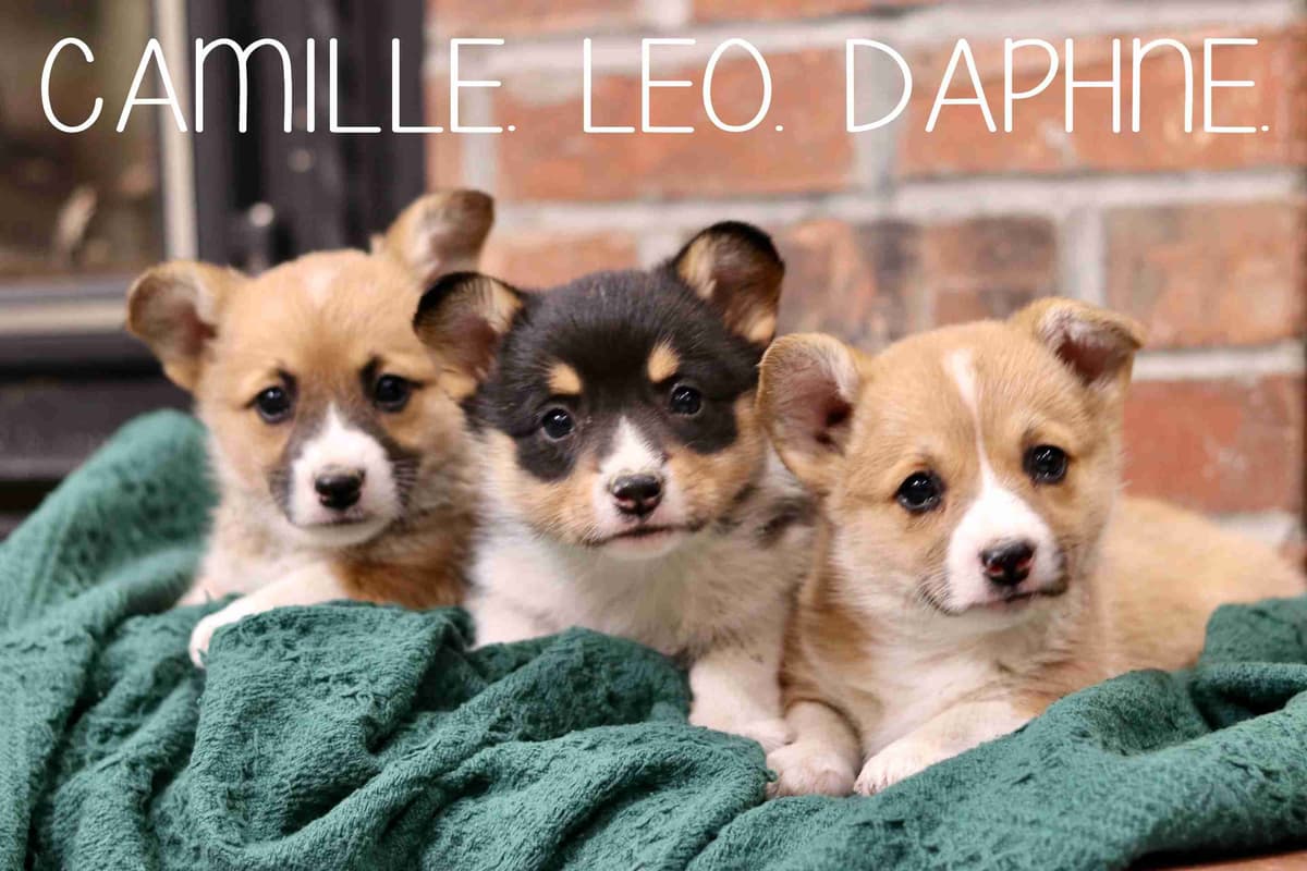 Pembroke Welsh Corgi Puppies breeder image 4