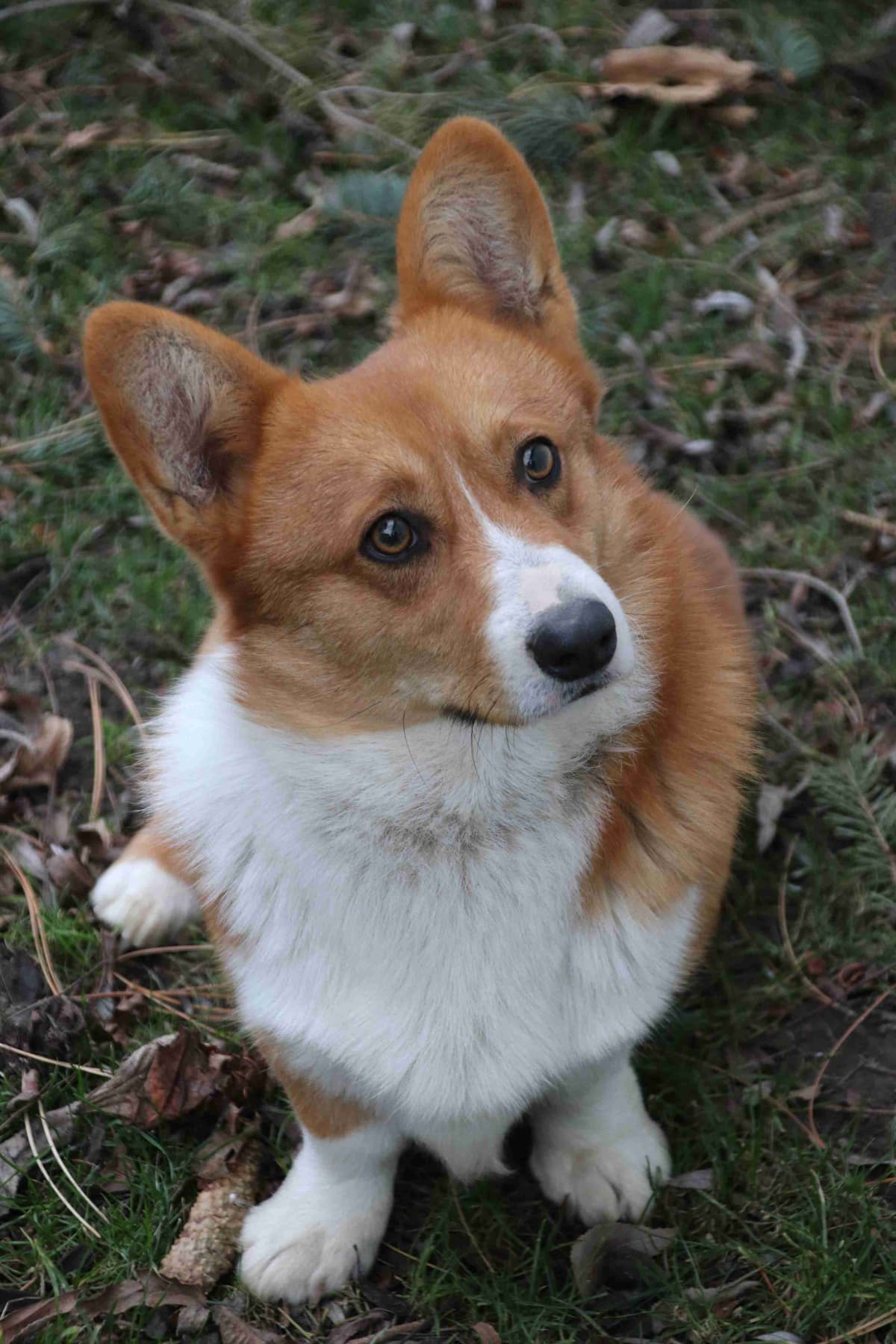 Pembroke Welsh Corgi Puppies breeder image 1