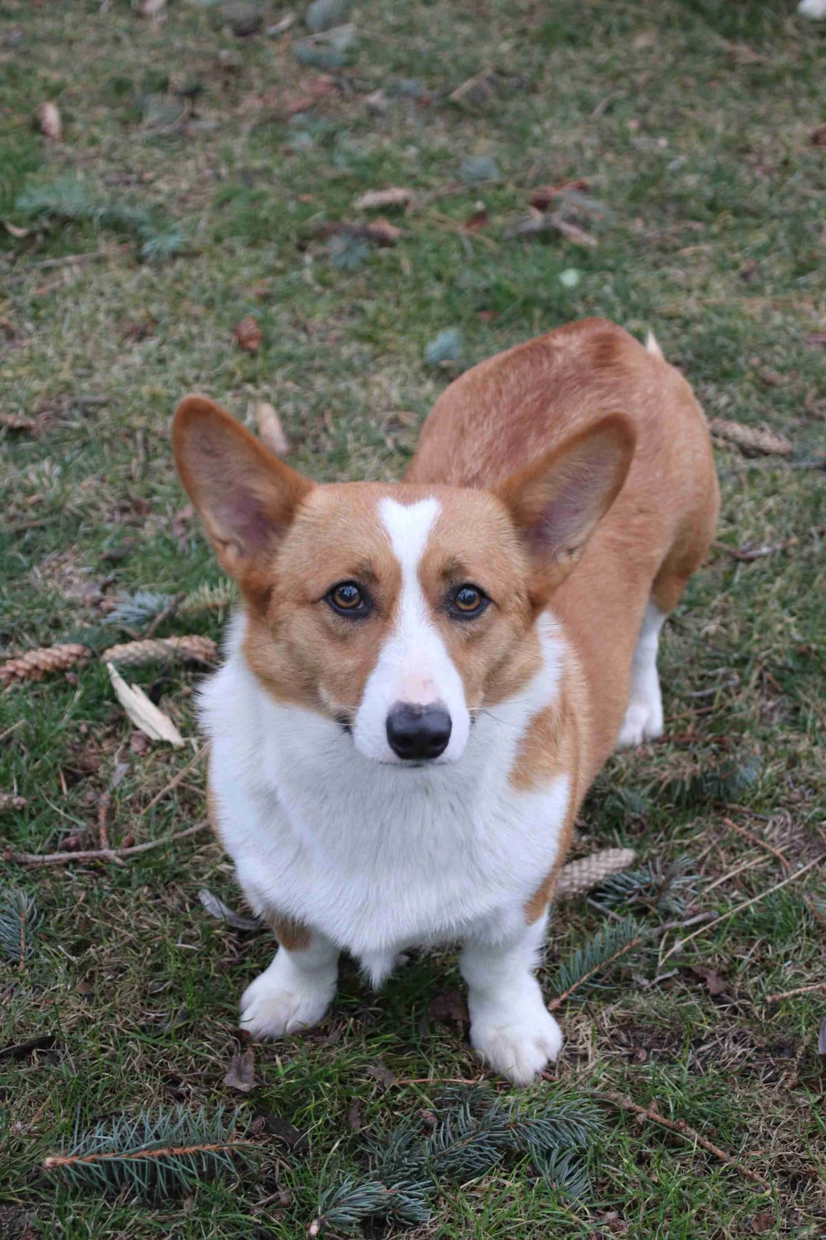 Pembroke Welsh Corgi Puppies breeder image 2