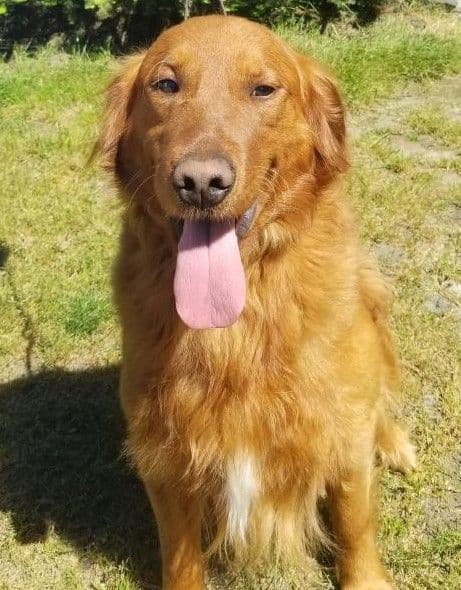 Golden Retriever Puppies breeder image 11