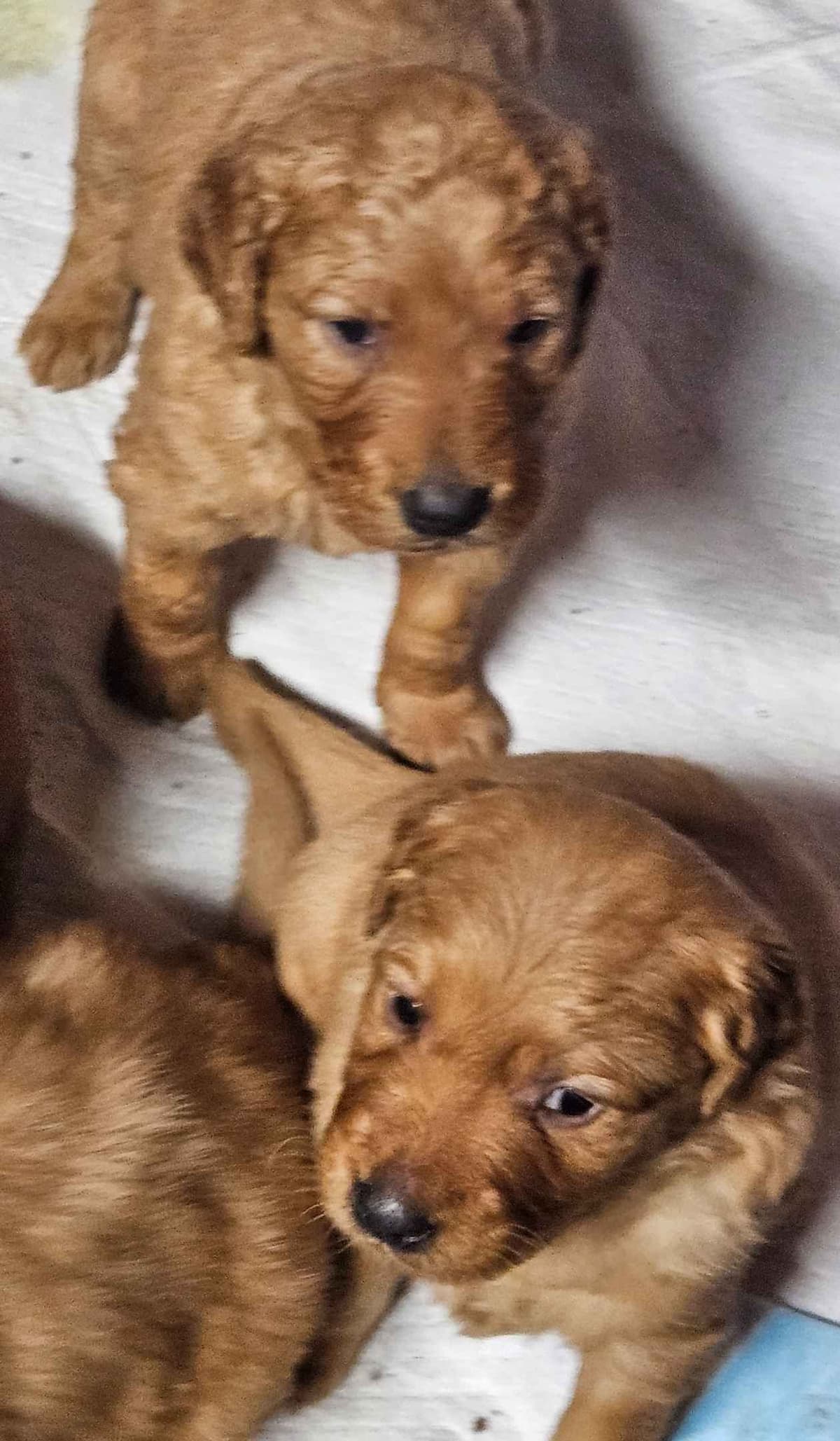 Golden Retriever Puppies breeder image 6