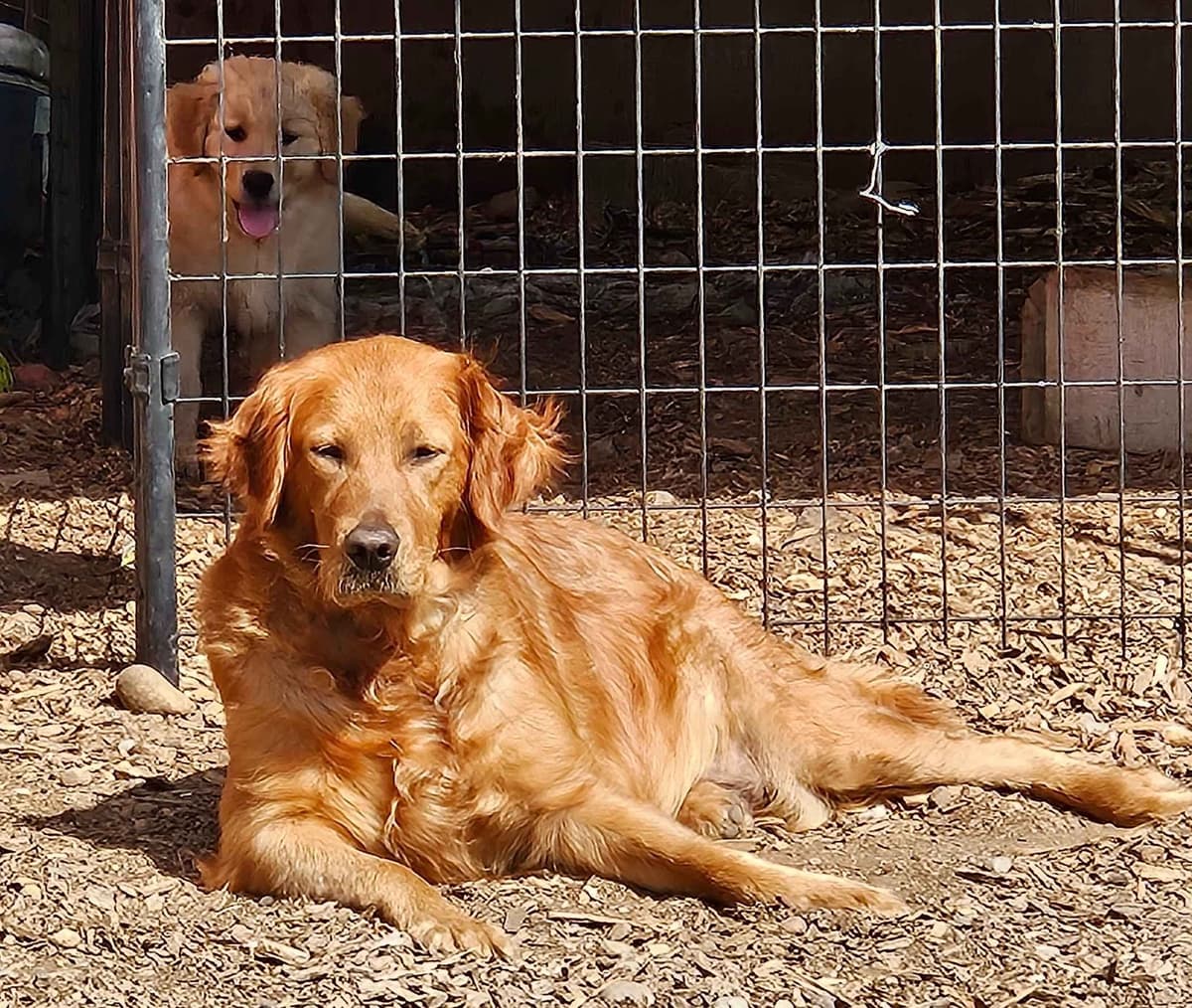 Golden Retriever Puppies breeder image 10