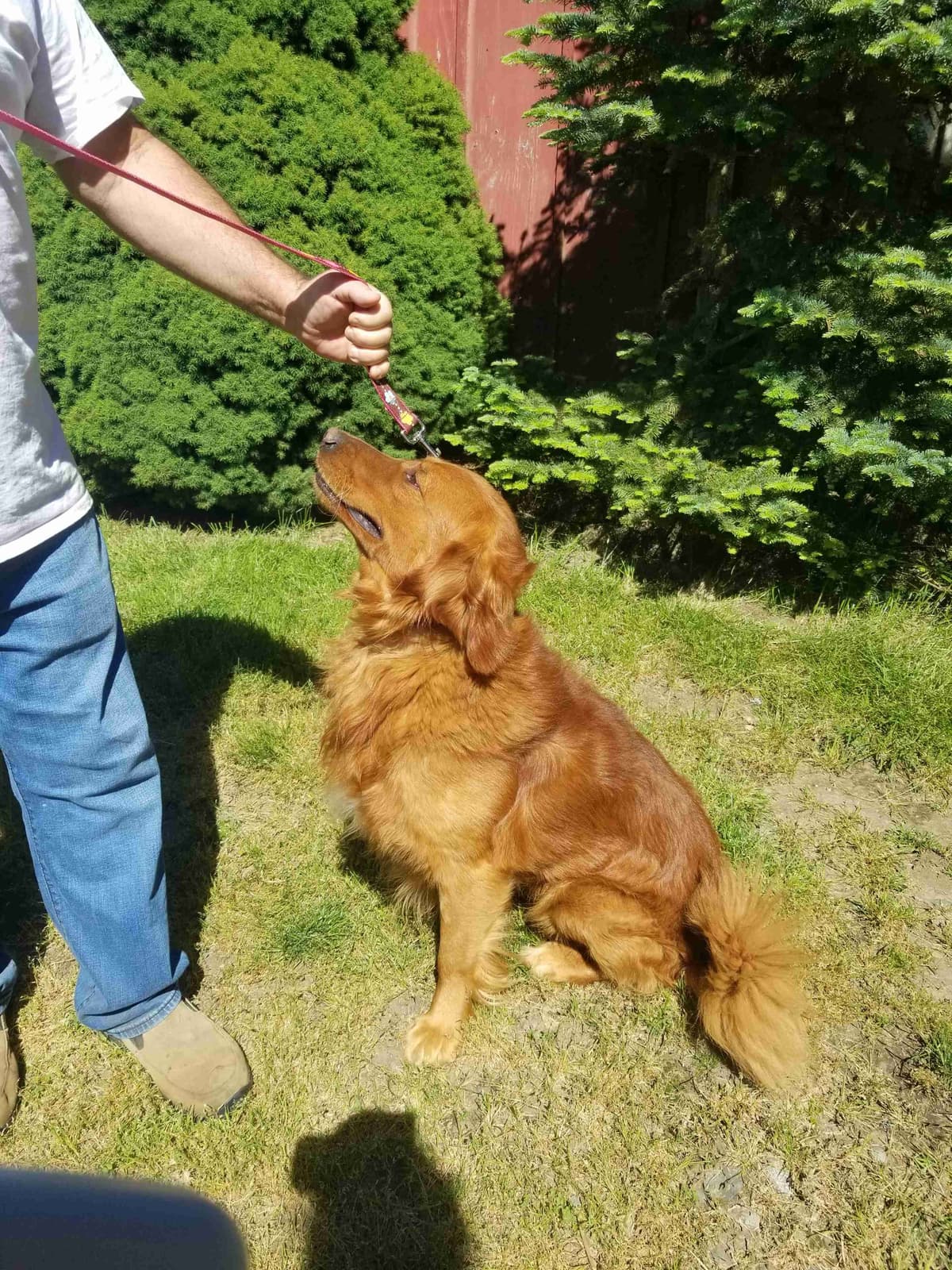 Golden Retriever Puppies breeder image 12