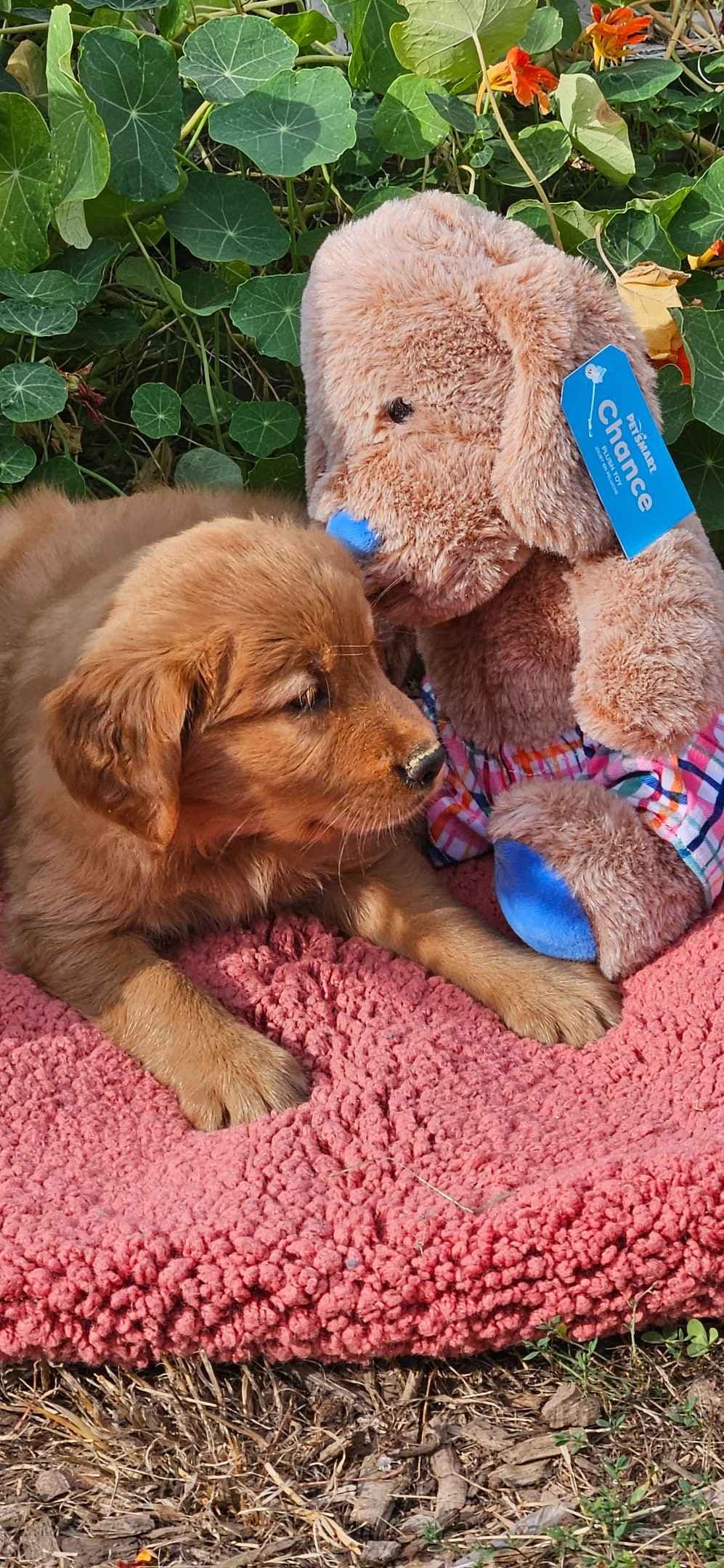 Golden Retriever Puppies breeder image 3