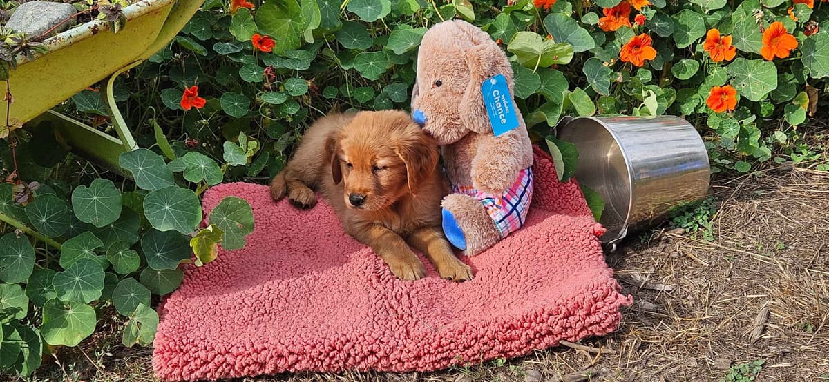 Golden Retriever Puppies breeder image 1