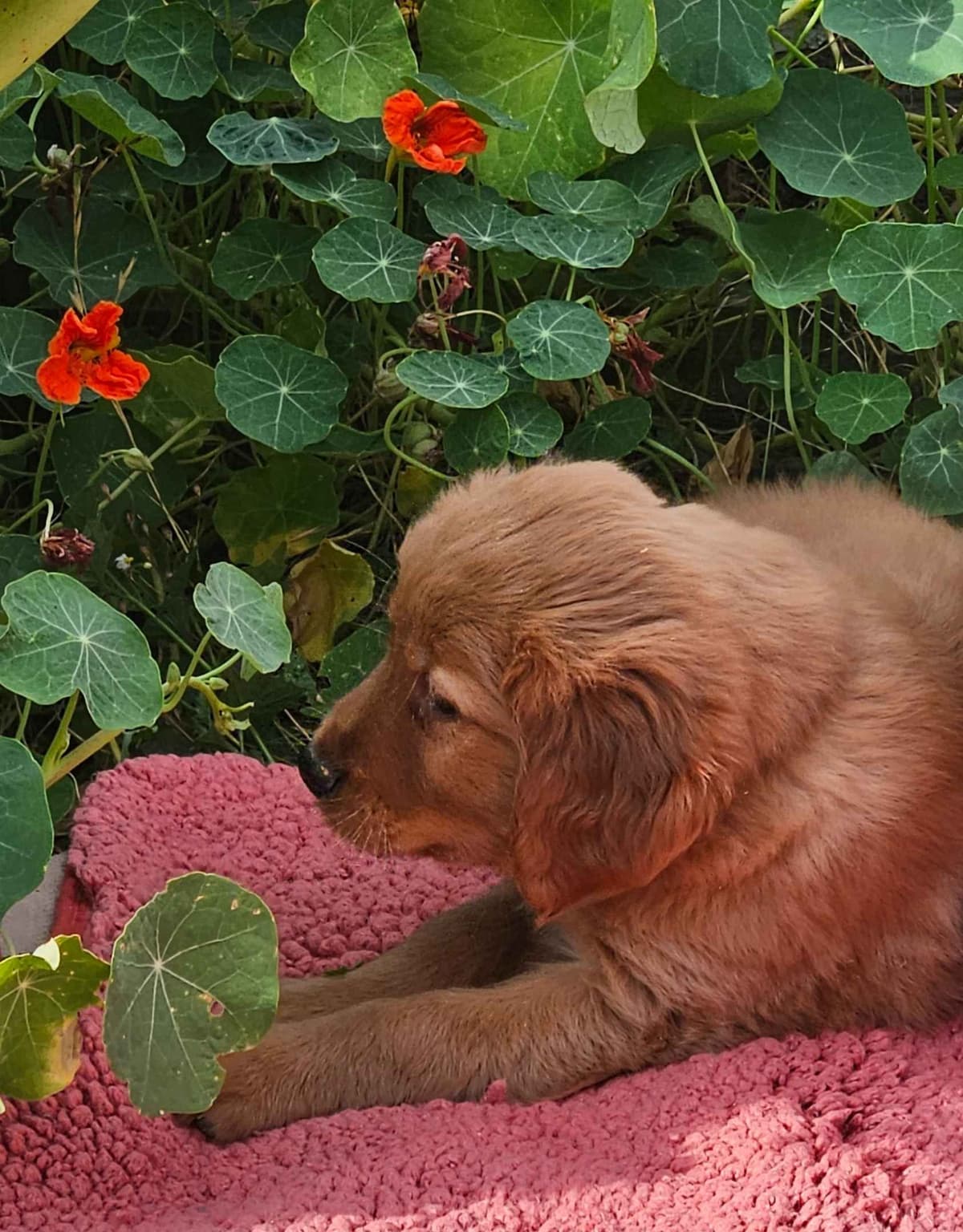 Golden Retriever Puppies breeder image 2