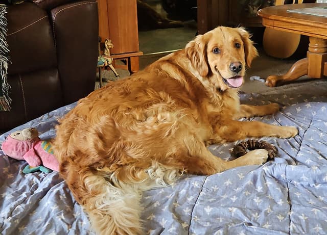 Golden Retriever Puppies media 3