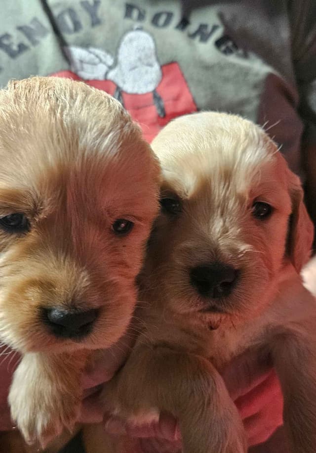Golden Retriever Puppies media 2