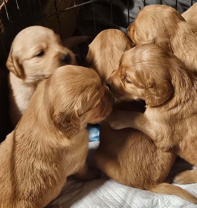 Golden Retriever Puppies media 5
