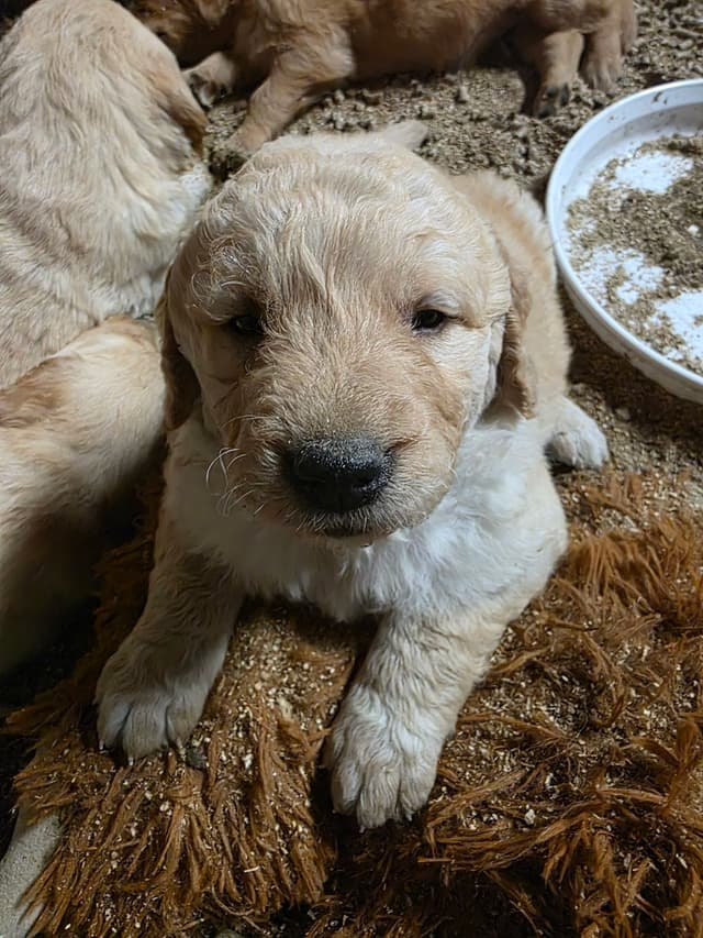 Golden Retriever Puppies media 7