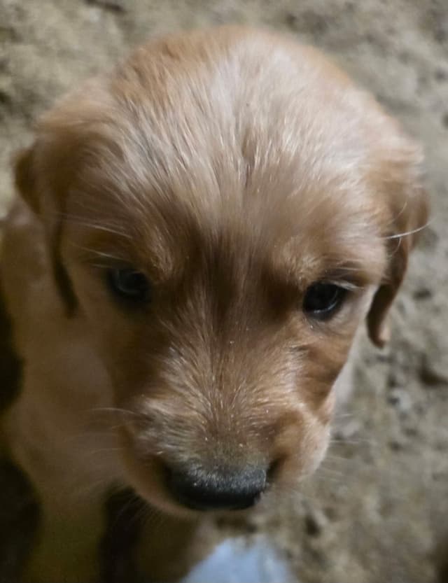 Golden Retriever Puppies media 9
