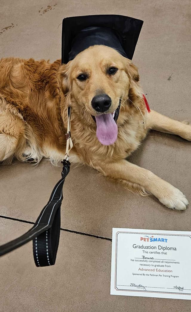 Golden Retriever Puppies media 3