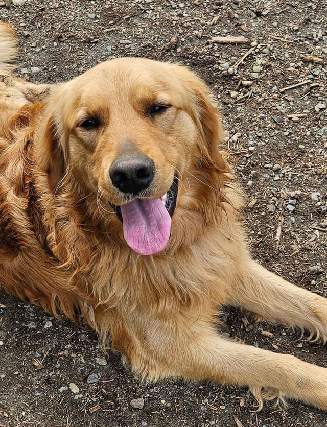 Golden Retriever Puppies media 4
