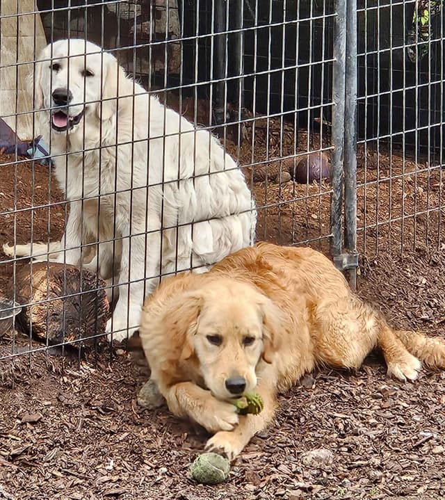 Golden Retriever Puppies media 2